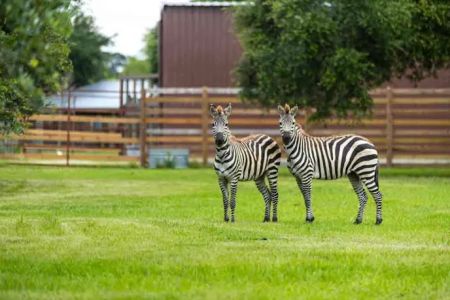 Wild Adventures Safari Campground