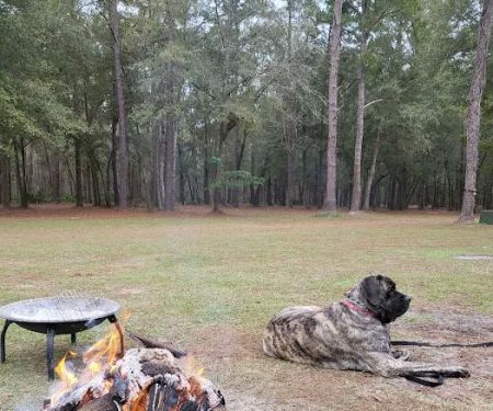 Bird Sanctuary Suwannee Music Park