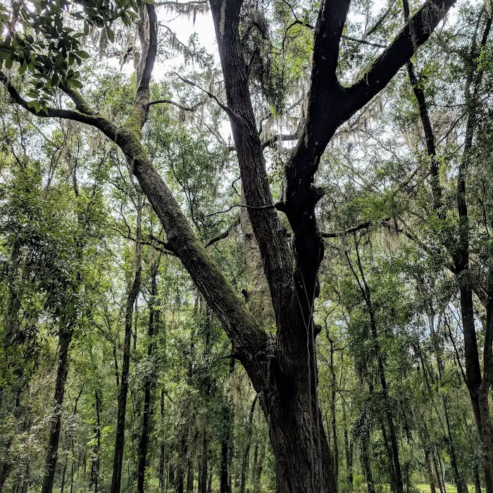 Pine Field Campsites 8