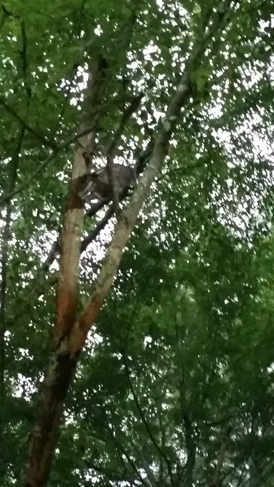 Dooly Campground 4