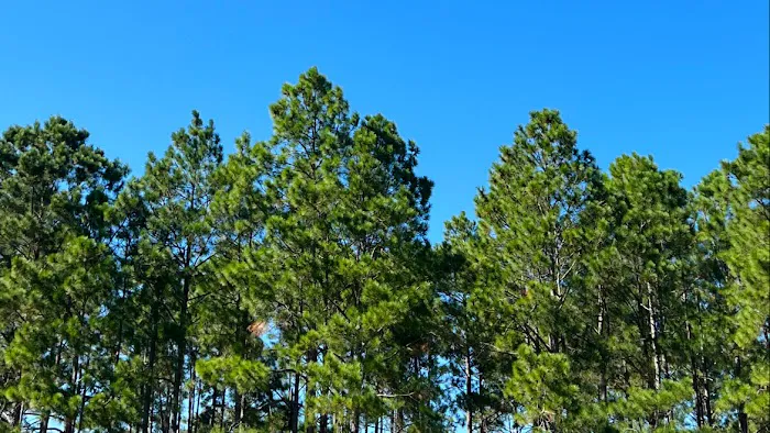 Clements RV Campsite 2