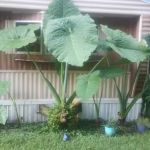 Rose Creek Mobile Home Park