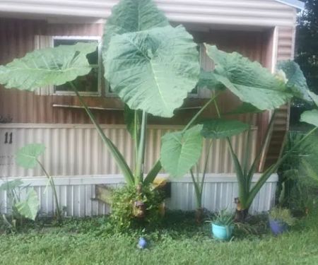 Rose Creek Mobile Home Park