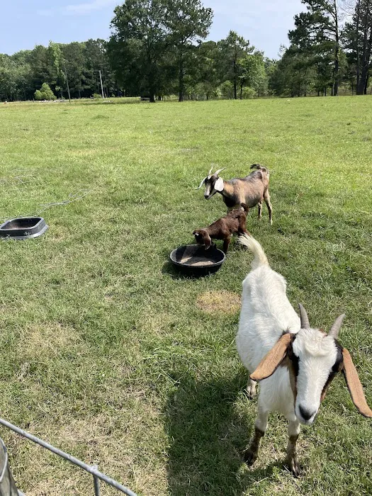 Two Horse Wagon RV Park 10