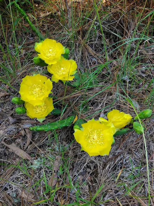 Hidden Springs Campground 4