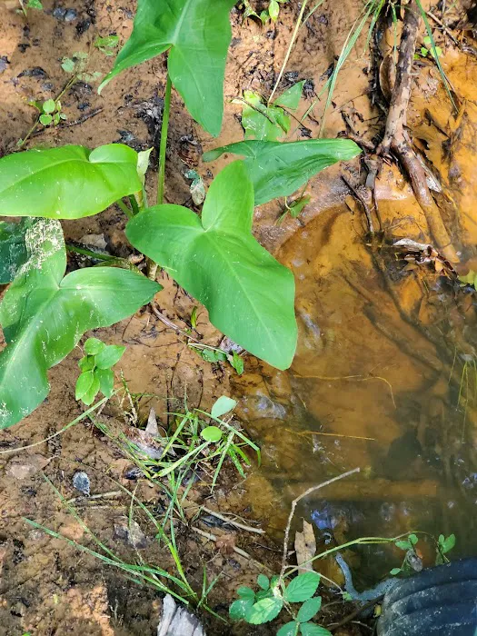 Hidden Springs Campground 5