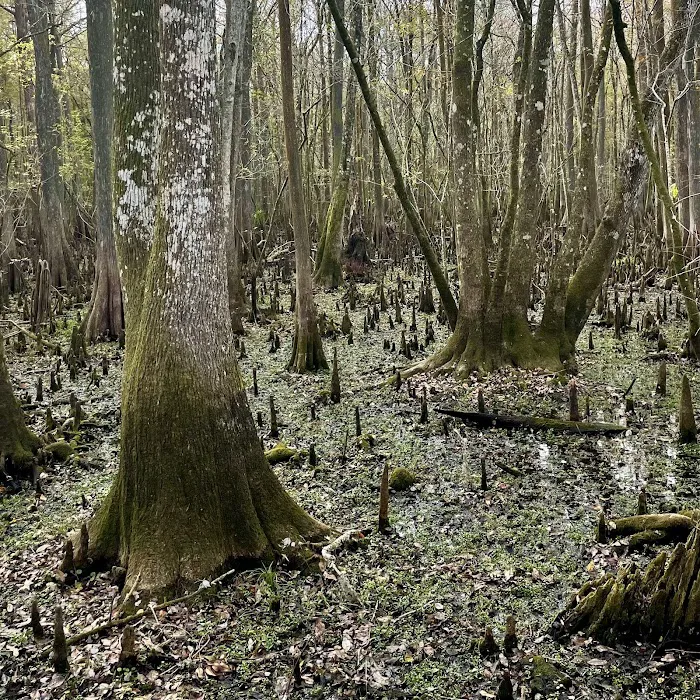 Manatee Springs State Park Campground 6