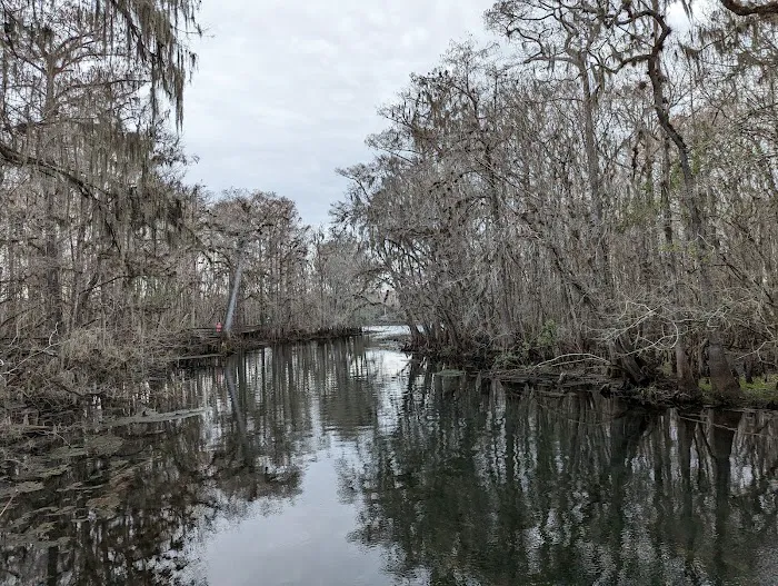 Manatee Springs State Park Campground 7