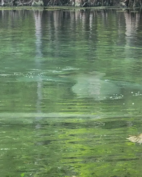 Manatee Springs State Park Campground 10