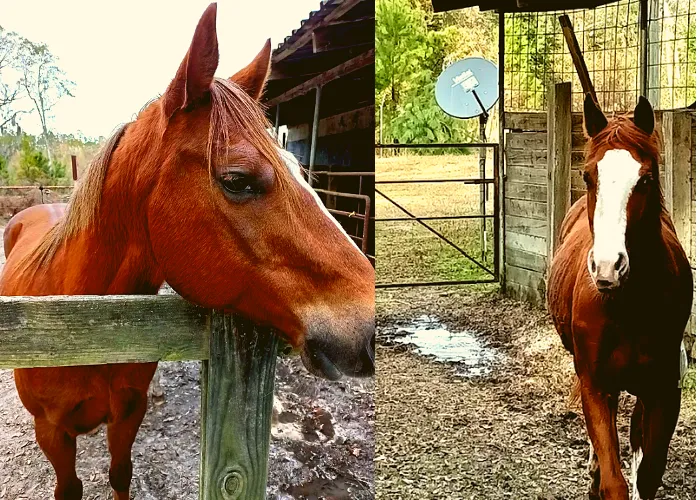 D&R RV Park and Equine Training Center 3