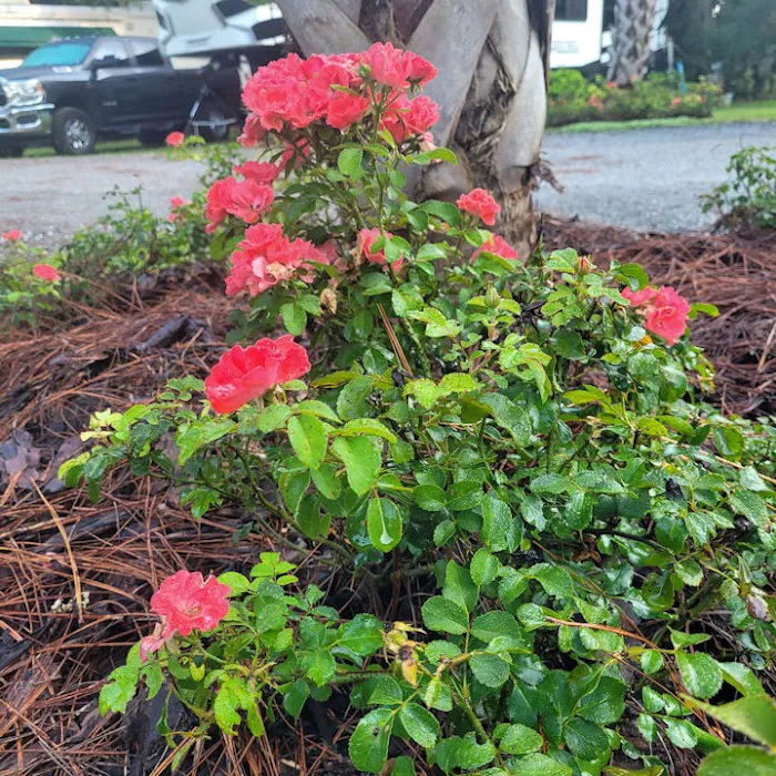Manatee Springs RV Park 4