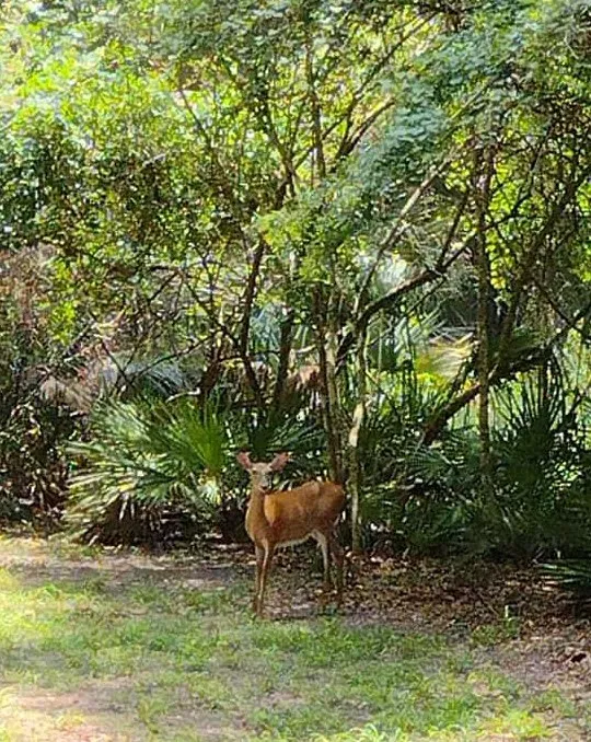 Manatee Springs RV Park 10