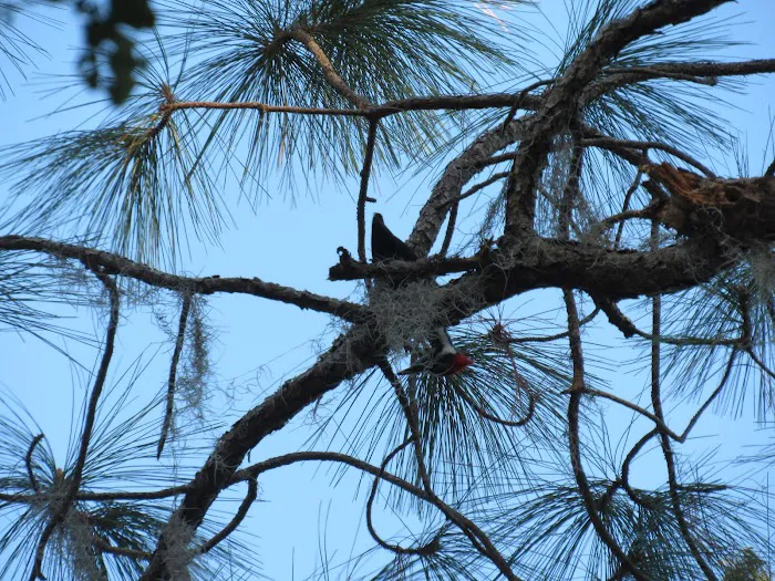 Olustee, FL. Hog Pen Landing 9
