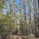 Bootleggers Campground Jennings State Forest, FL
