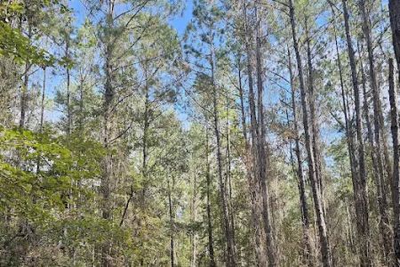 Bootleggers Campground Jennings State Forest, FL