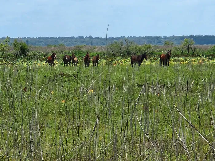 Paynes Prairie Camping 3