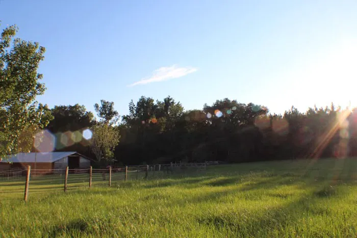 Collins Farm 6