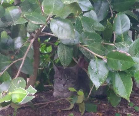 Whispering Pines Mobile Home