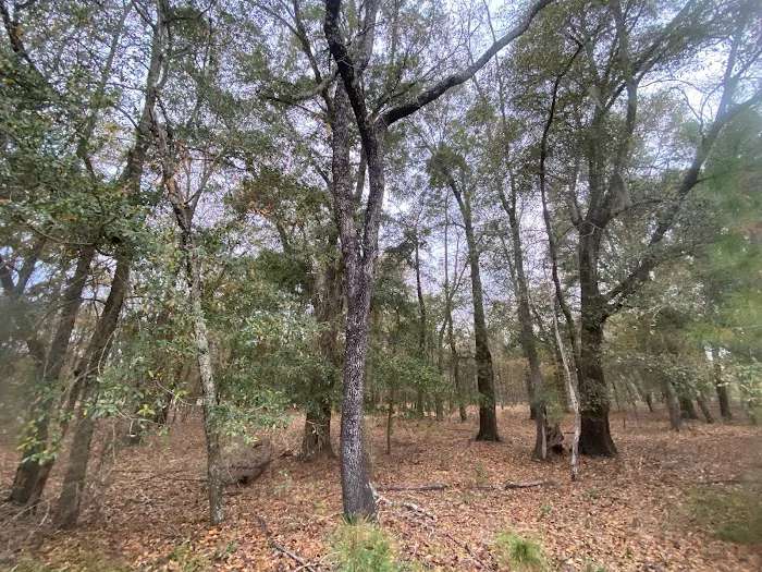 Hidden Forest RV Club 4