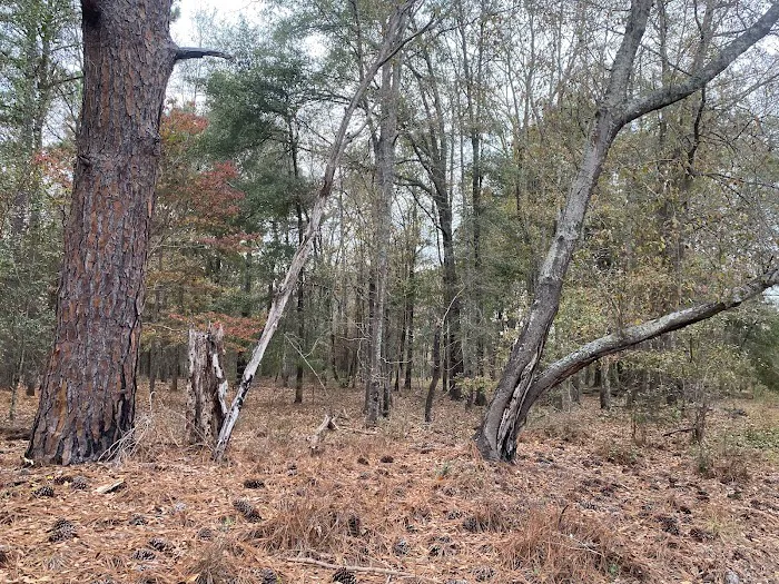 Hidden Forest RV Club 8