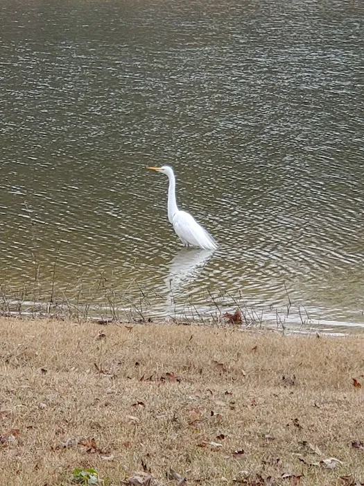 White Oak (Creek) Campground 10