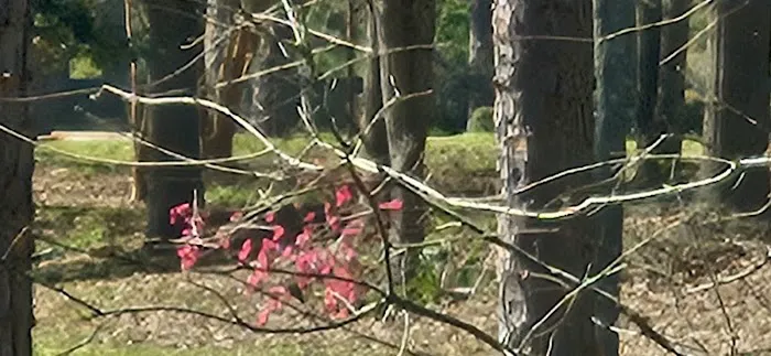 HIDDEN OAKS RV AND CABINS 6