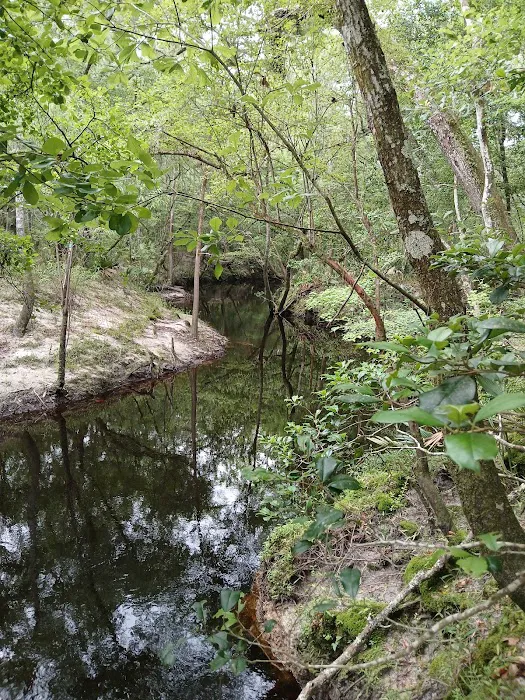Jennings State Forest - Hammock Campground 3