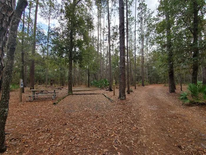 Jennings State Forest - Hammock Campground 4