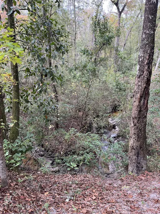 Jennings State Forest - Hammock Campground 6