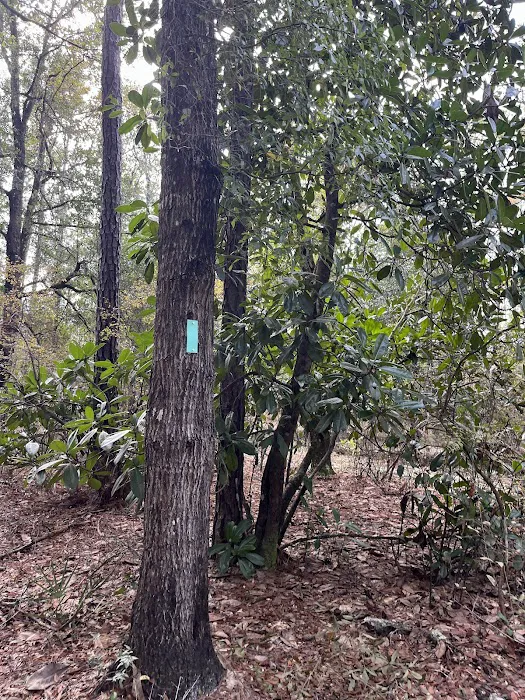 Jennings State Forest - Hammock Campground 8