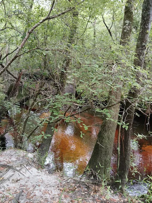 Jennings State Forest - Hammock Campground 9