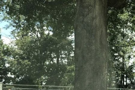 Tattnall Campground