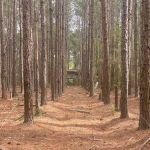 Veracruz Camp Ground GA