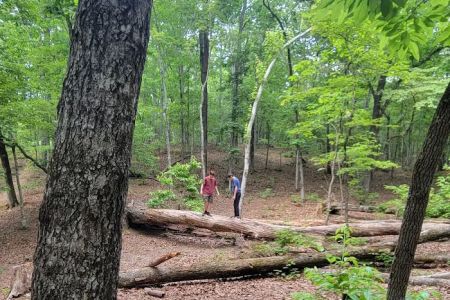 Turtle Hollow Campsite