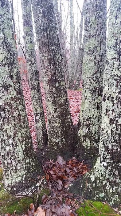 Turtle Hollow Campsite 4