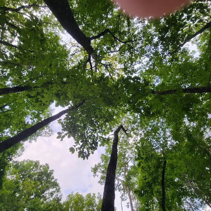 Turtle Hollow Campsite 7