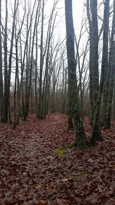 Turtle Hollow Campsite 8