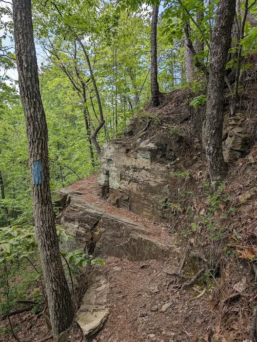 Jenkins Springs Campsite 5