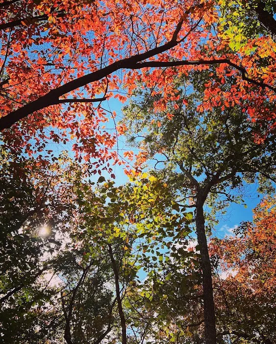 Jenkins Springs Campsite 4
