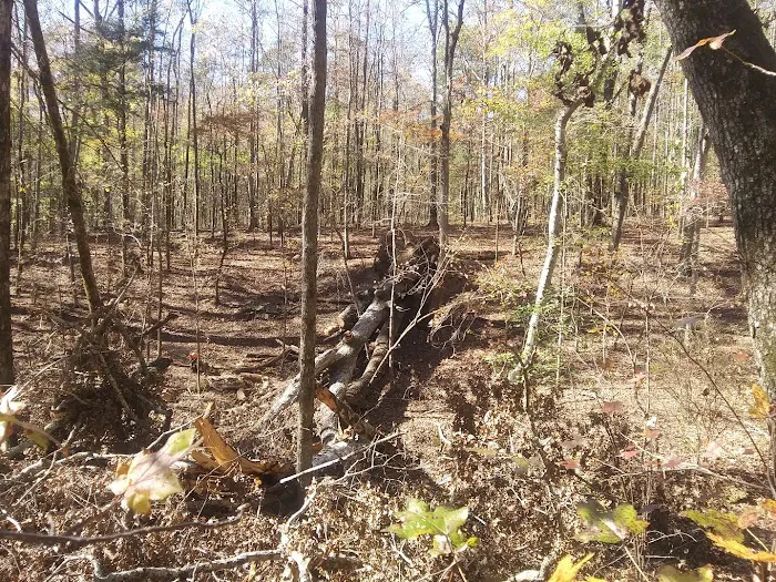 Big Oak Springs Campsite 3