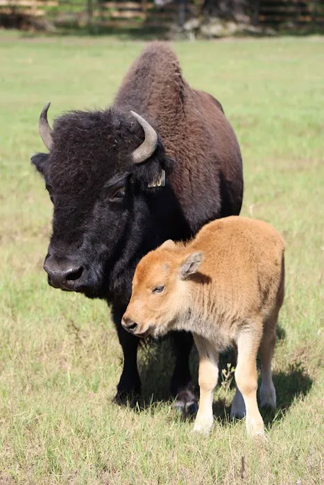 Bama Bison RV Park & Farm 4