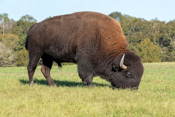 Bama Bison RV Park & Farm 6