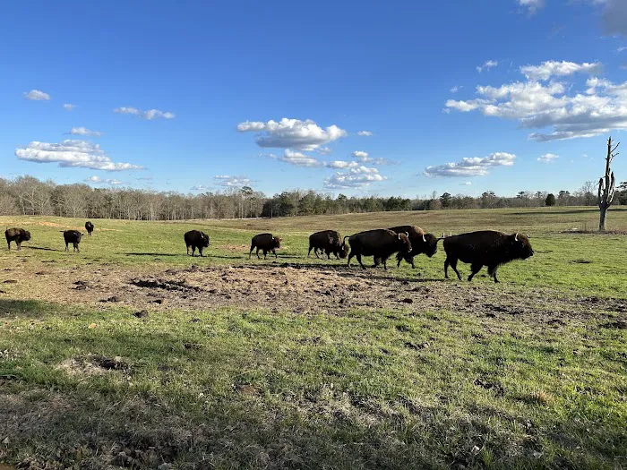 Bama Bison RV Park & Farm 8