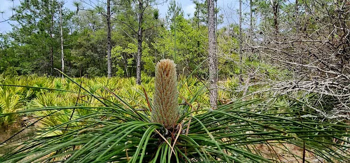 Etoniah State Forest Campground 8