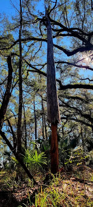 Oak Hammock Camp/Rice Creek Hilton 5