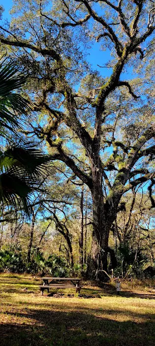 Oak Hammock Camp/Rice Creek Hilton 7