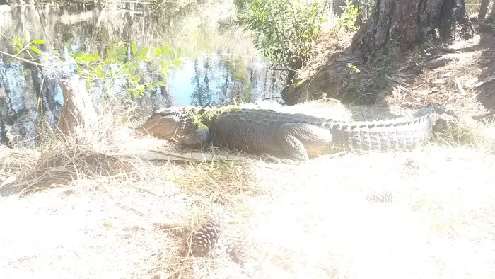 Okefenokee Pastimes Cabins and Campground 4