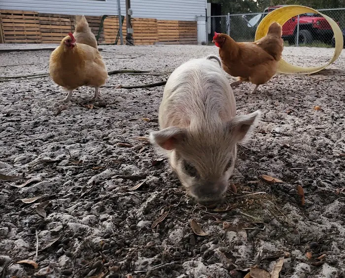 Happy Campers Rescue Ranch 8