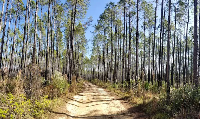 Davenport Landing Trailhead, Ocala National Forest 2