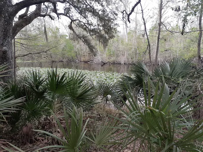 Davenport Landing Trailhead, Ocala National Forest 5